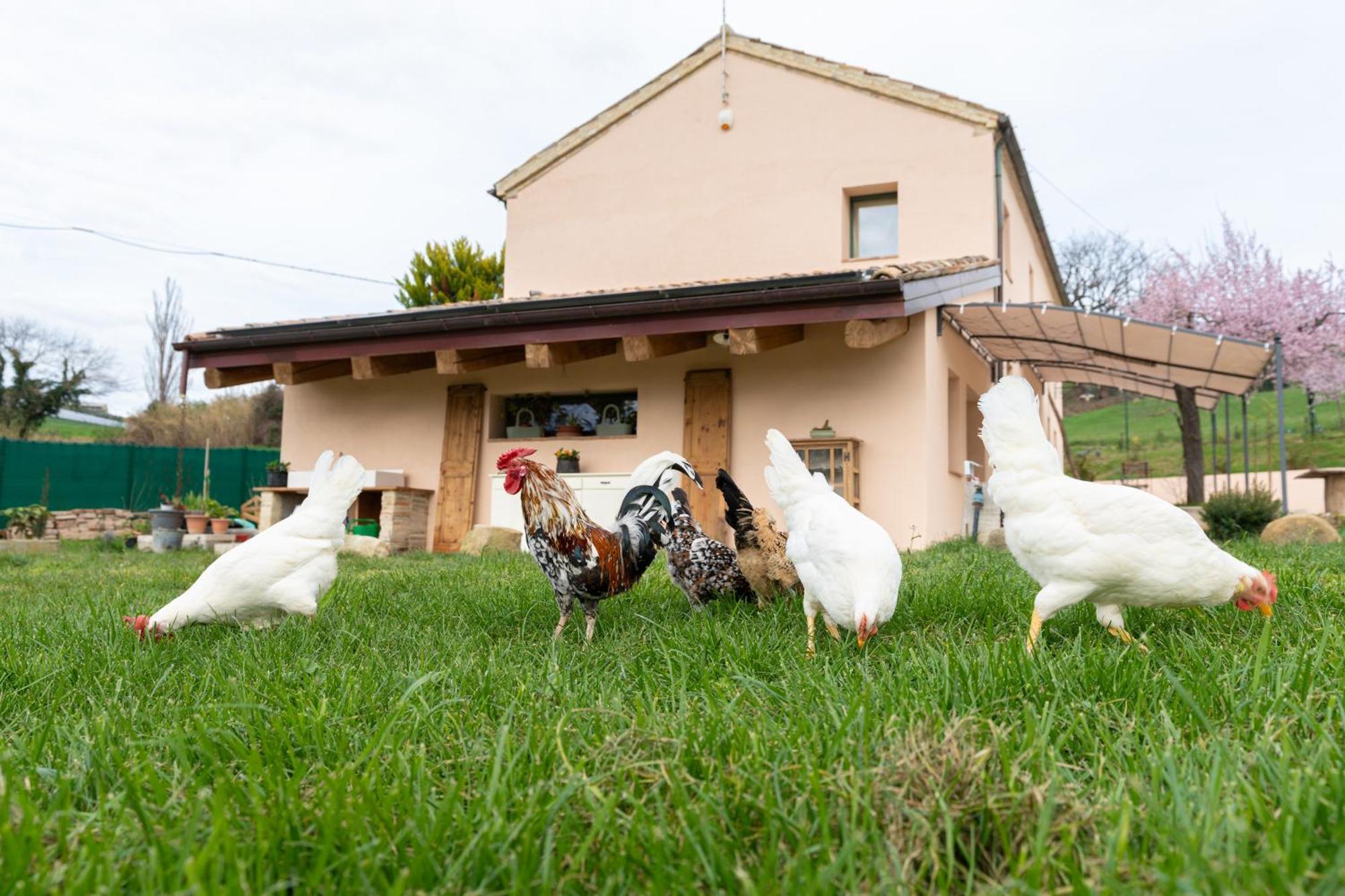 B&B Le Rondini Ostra Senigallia Casine  Exterior foto